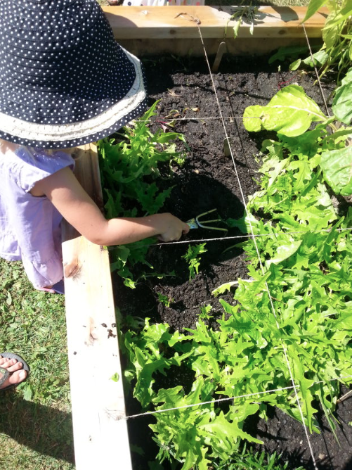 Seeds for Sprouts