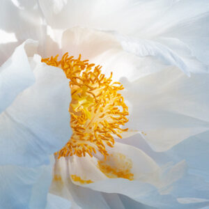A Close Up Image Of The Centre Of A White Flower. The Middle Is Yellow And Powdery. The Image Shows The Detailed Textures Of The Flower’s Petals.