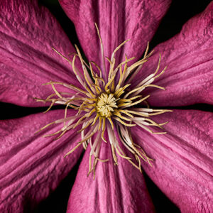 A Close-up Image Of A Pink Flower. There Are 6 Petals, And The Center Has Beige Strands Growing. The Background Is Black.
