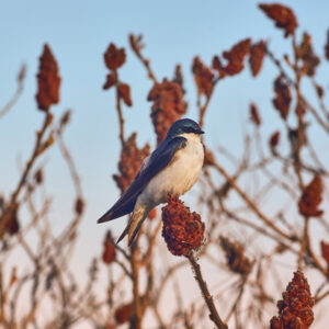 An Image Of A Bird With Blue And White Feathers. The Bird Is Sitting On The Brown-red Tip Of A Plant. The Sky In The Background Is Light Blue.