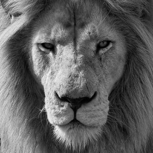 A Portrait Of The Face Of A Lion In Black And White. The Framing Cuts Off The Shot At The Lion’s Ears, And We See Part Of It’s Mane. The Lion Is Looking Directly At The Camera.