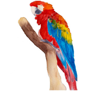 A Watercolour Painting Of A Scarlet Macaw Parrot Perched On A Branch.